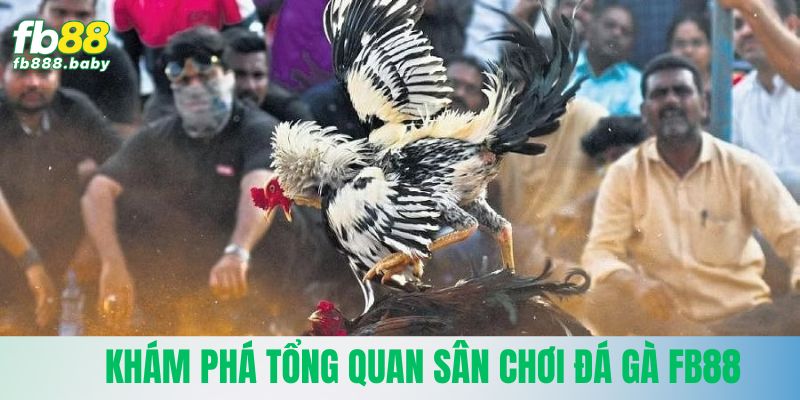 Khám phá tổng quan sân chơi đá gà Fb88