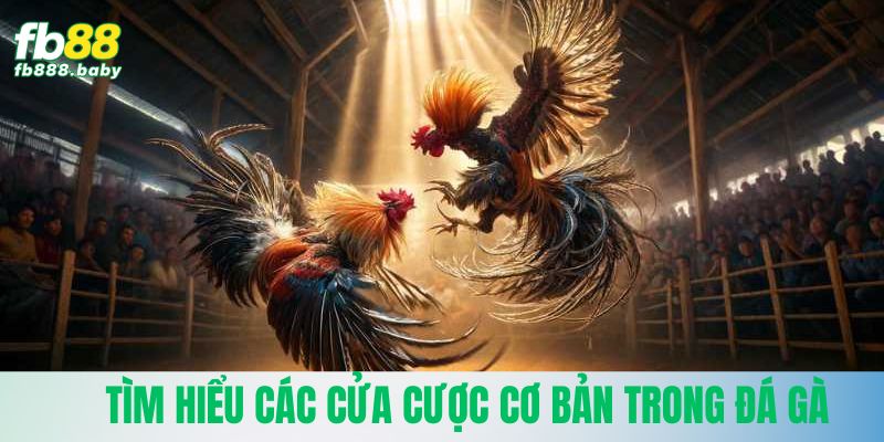 Tìm hiểu các cửa cược cơ bản trong đá gà